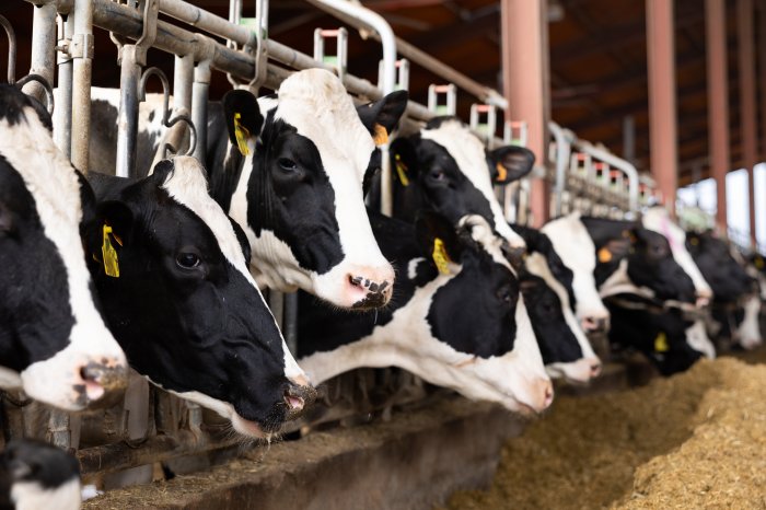 Обсуждены проблемы реализации молока московскими сельхозпроизводителями 