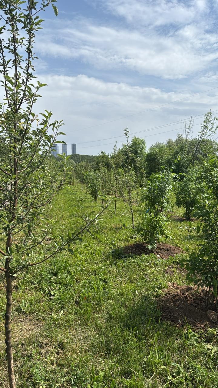 Второй яблоневый сезон на Аллее предпринимательства Москвы