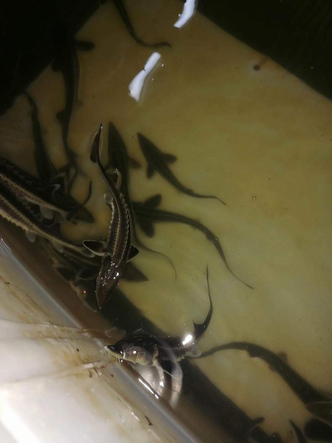 Единственное рыбохозяйственное предприятие столицы нуждается в поддержке